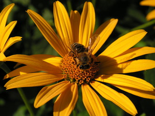 bee on yellow flower