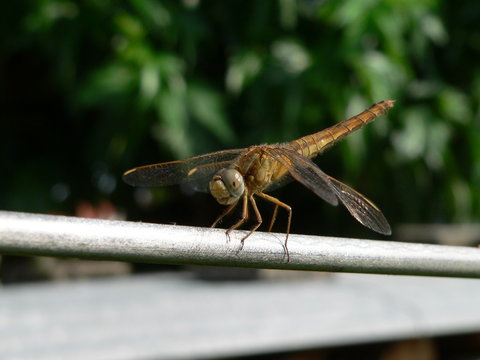 libellule