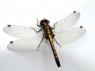 dragonfly on wall