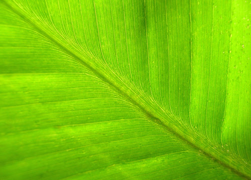 close-up of a bananna leaf