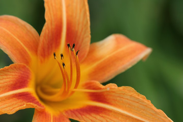 Fototapeta na wymiar orange daylily