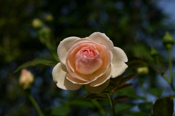 rose 1