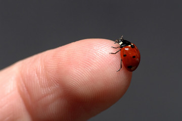 ladybug