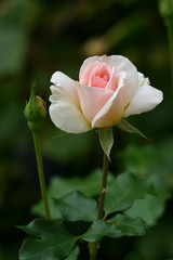 rose 4