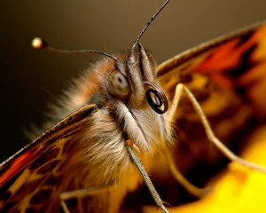 Deurstickers Vlinder portrait of a butterfly