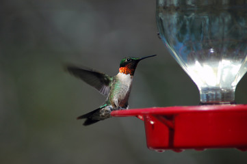 hummingbird at the feeder