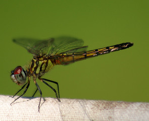dragonfly