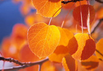 golden aspen leafs