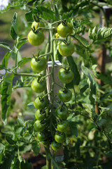 green tomatoes