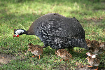 helmeted guineafowl