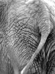 Fototapeta premium elephant 7