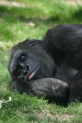 sleeping gorilla