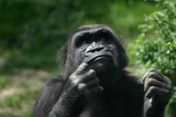 pondering gorrila