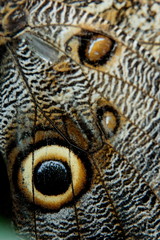 aile de papillion chouette