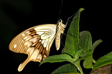 papillon exotique