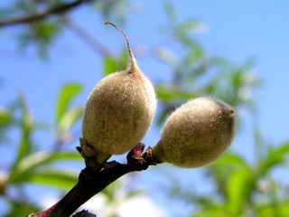 growing peaches