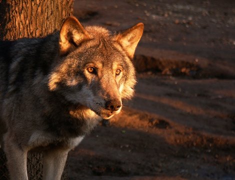 the wolf looks at sunset