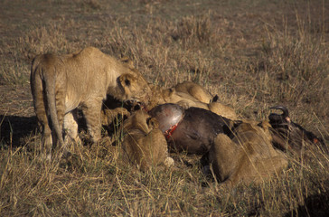 lions at wildebeest kill