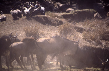 wildebeest begin river crossing
