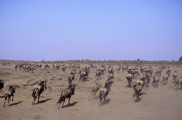 Fototapeta na wymiar wildebeest racing across plains