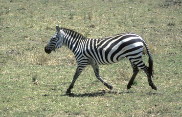 zebra walking