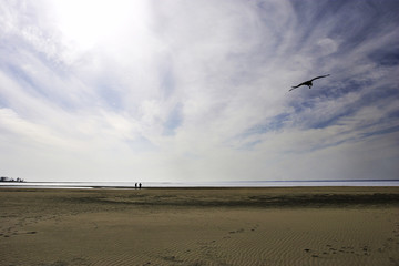 kite in the cloudy sky