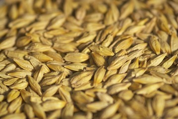 barley seeds - background