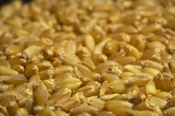 wheat seeds background