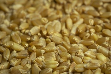 wheat seeds