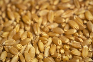 wheat seeds