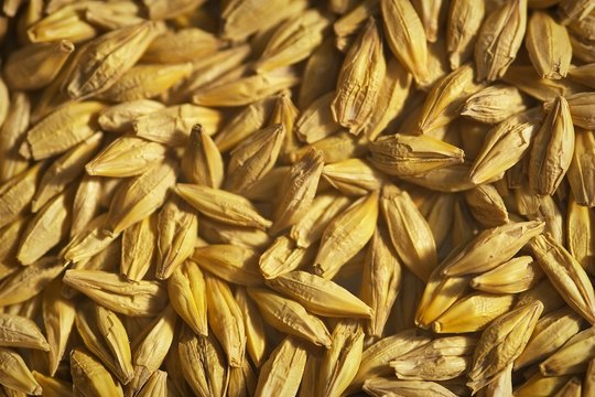 Barley Seeds - Background