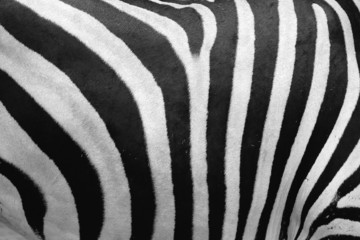 Fototapeta na wymiar zebra hide