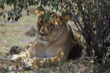 young lion resting in shade