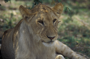 young lion closeup