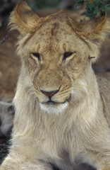 Obraz na płótnie Canvas young lion closeup