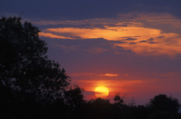 Fototapeta na wymiar african sun silhouettes trees at sunset