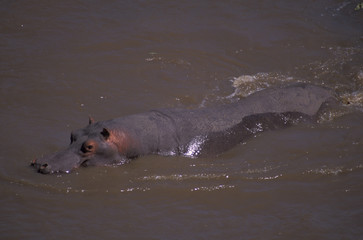hippo in river