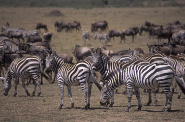 Obraz na płótnie Canvas zebry z gnu