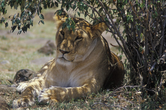 young lion resting in shade - Powered by Adobe