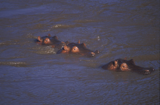 hippo heads above water