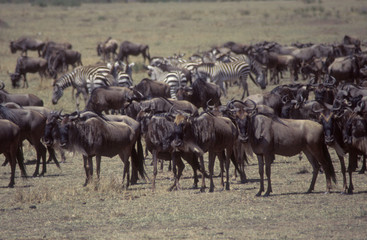 Naklejka na ściany i meble wildebeest and zebra in herd