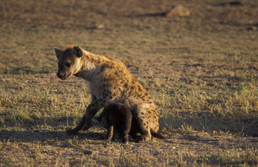 mother hyena with whelp