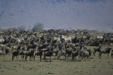 Fototapeta na wymiar wildebeest and zebras