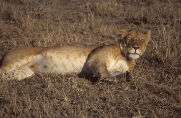 lioness at rest