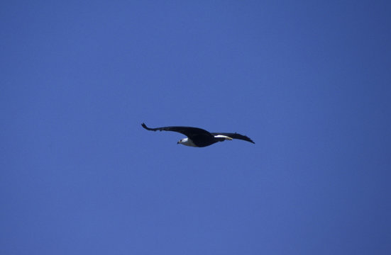 african fish eagle in flight