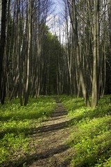 spring forest