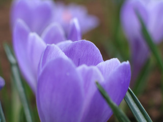 blooming crocuses