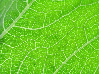 leaf of cymbling
