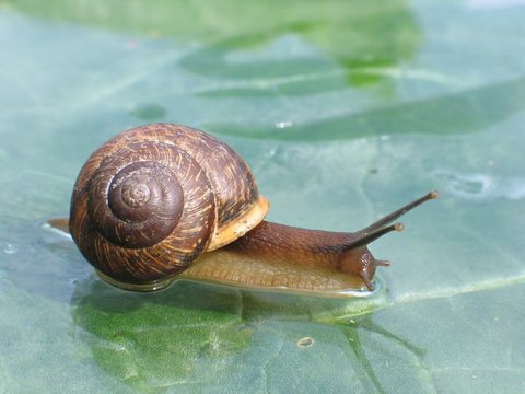 snail on a glass surface