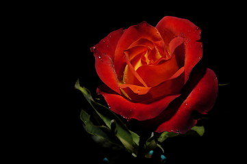 perfect red rose